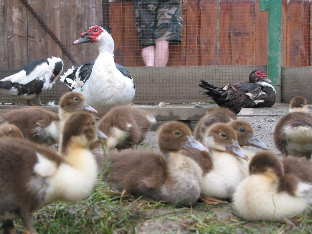 Mělník Zoopark Zelcin 빌라 외부 사진